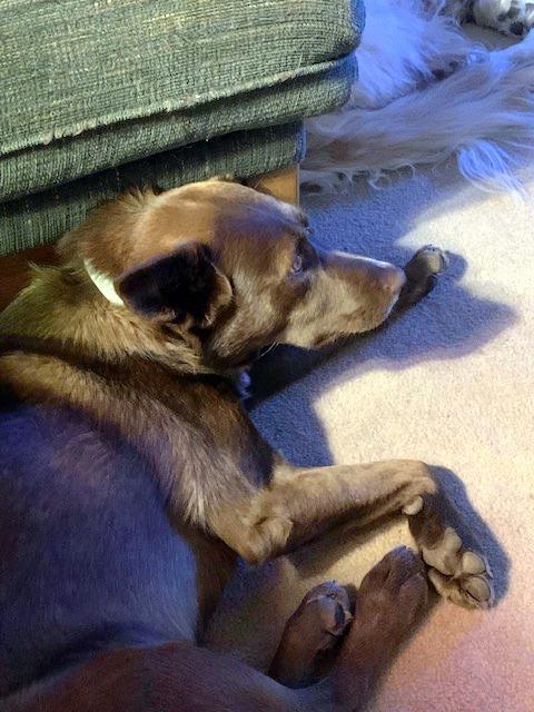 Enlarge Coco - Sweet Treat!, a ADOPTABLE mixed breed in Willington, CT image 5/6