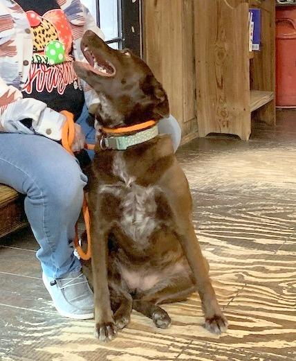 Enlarge Coco, a ADOPTABLE mixed breed in Allentown, PA image 5/6