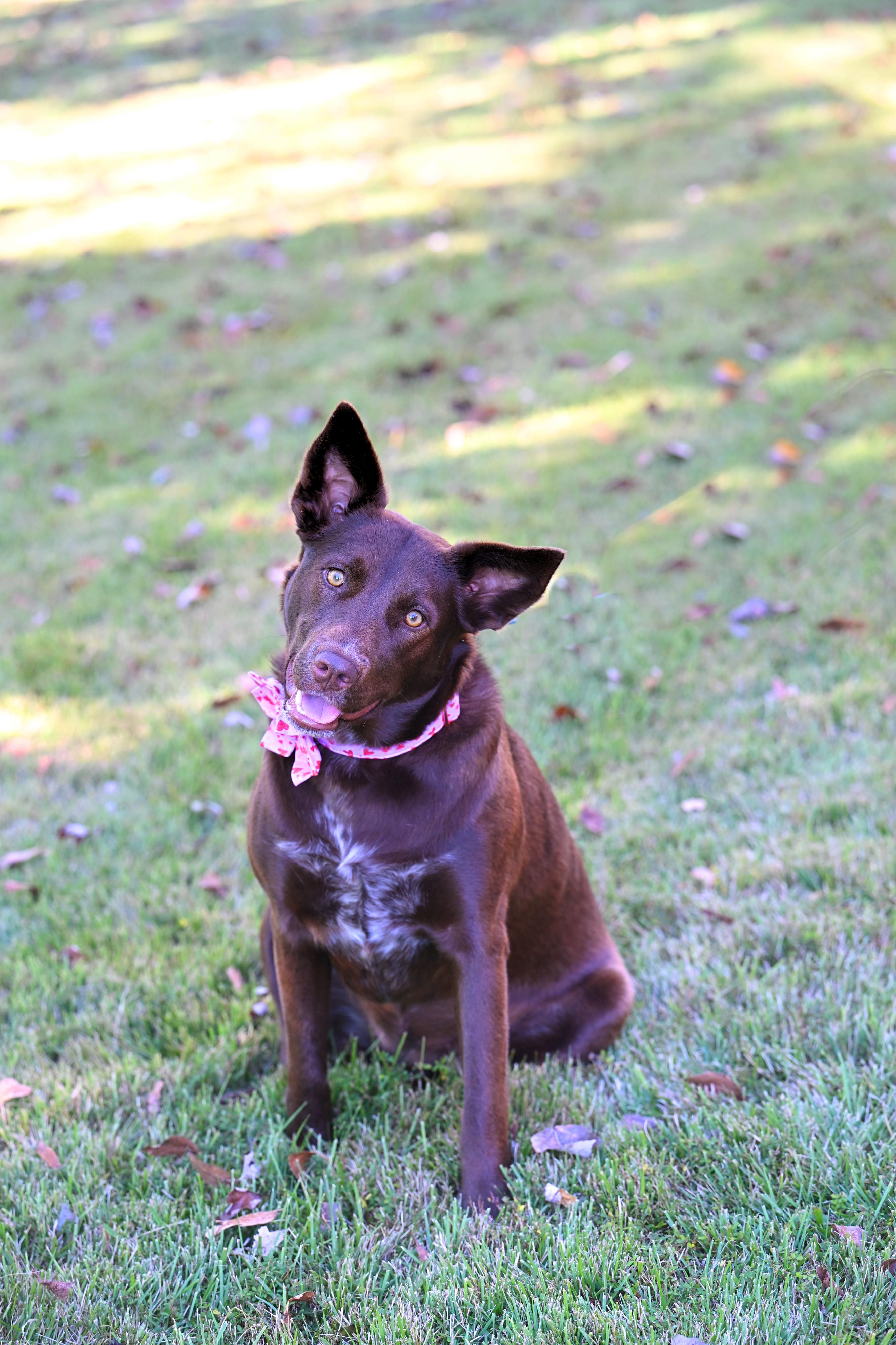 Enlarge Coco, a ADOPTABLE mixed breed in Allentown, PA image 3/6