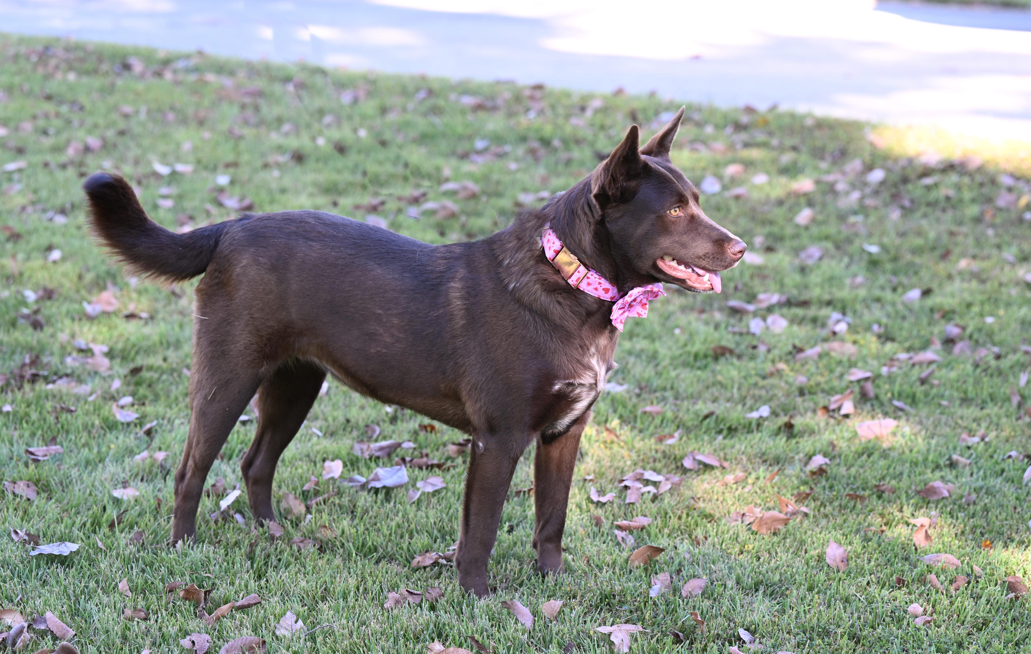 Enlarge Coco, a ADOPTABLE mixed breed in Allentown, PA image 6/6