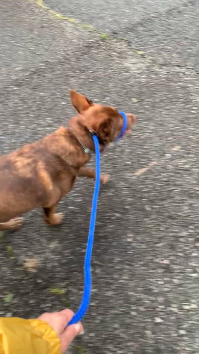 Enlarge Coco - Sweet Treat!, a ADOPTABLE mixed breed in Willington, CT video 6/6