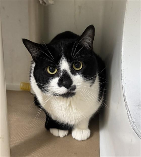 CHINO, Adoptable, Young Male Domestic Short Hair.