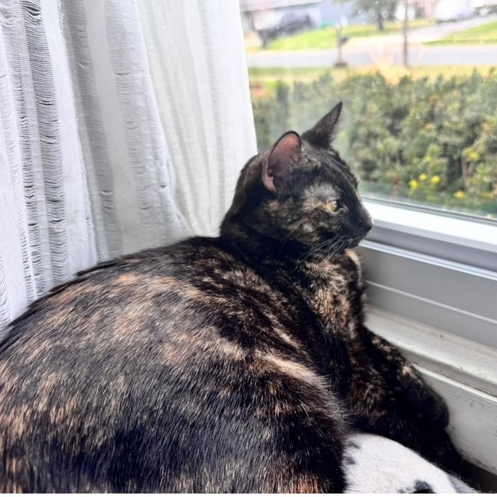 Peppa, a Adoptable Domestic Short Hair in Aurora, IL image 2/6