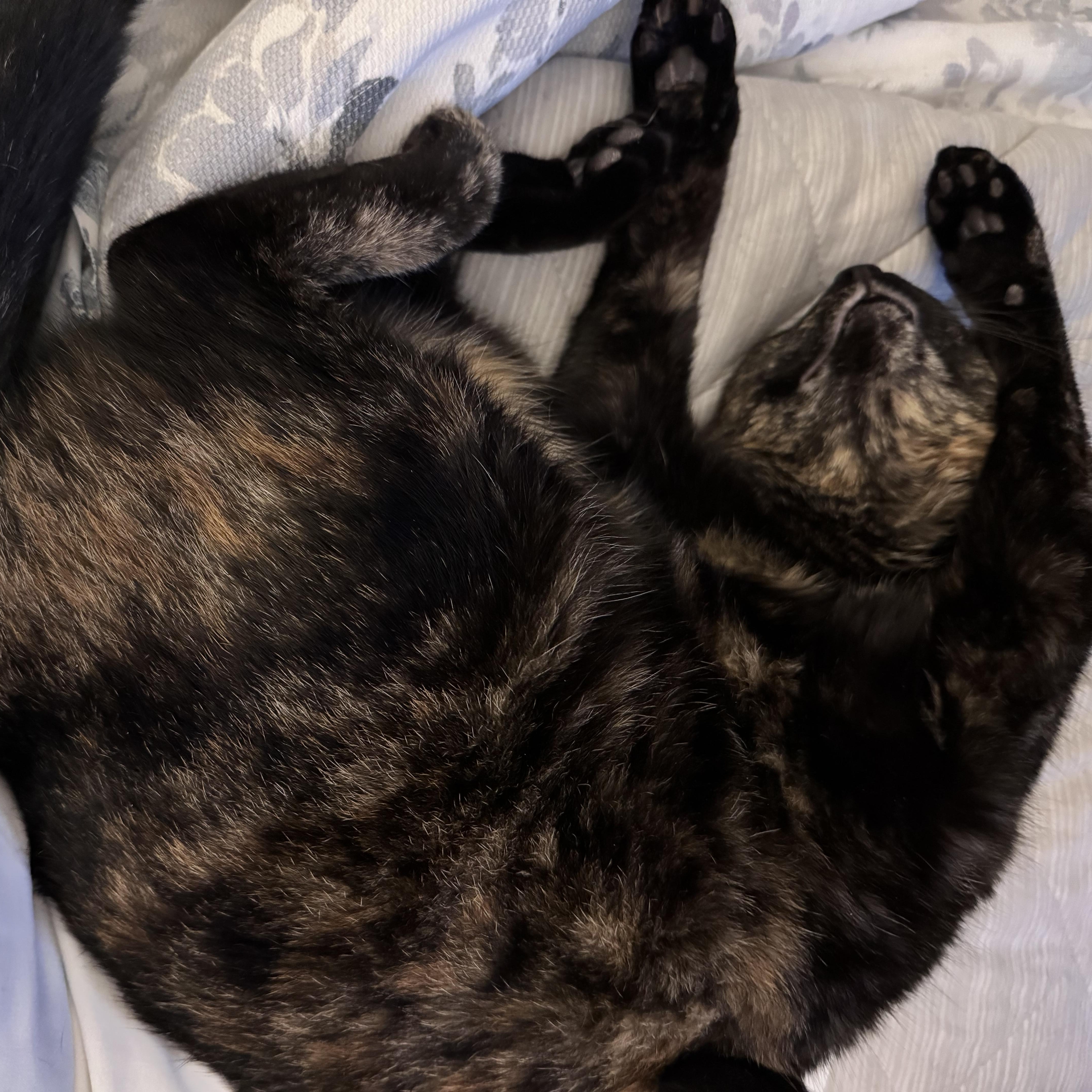 Peppa, a Adoptable Domestic Short Hair in Aurora, IL image 3/6