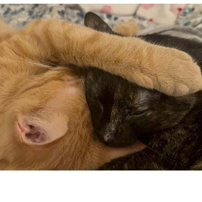 Peppa, a Adoptable Domestic Short Hair in Aurora, IL image 4/6