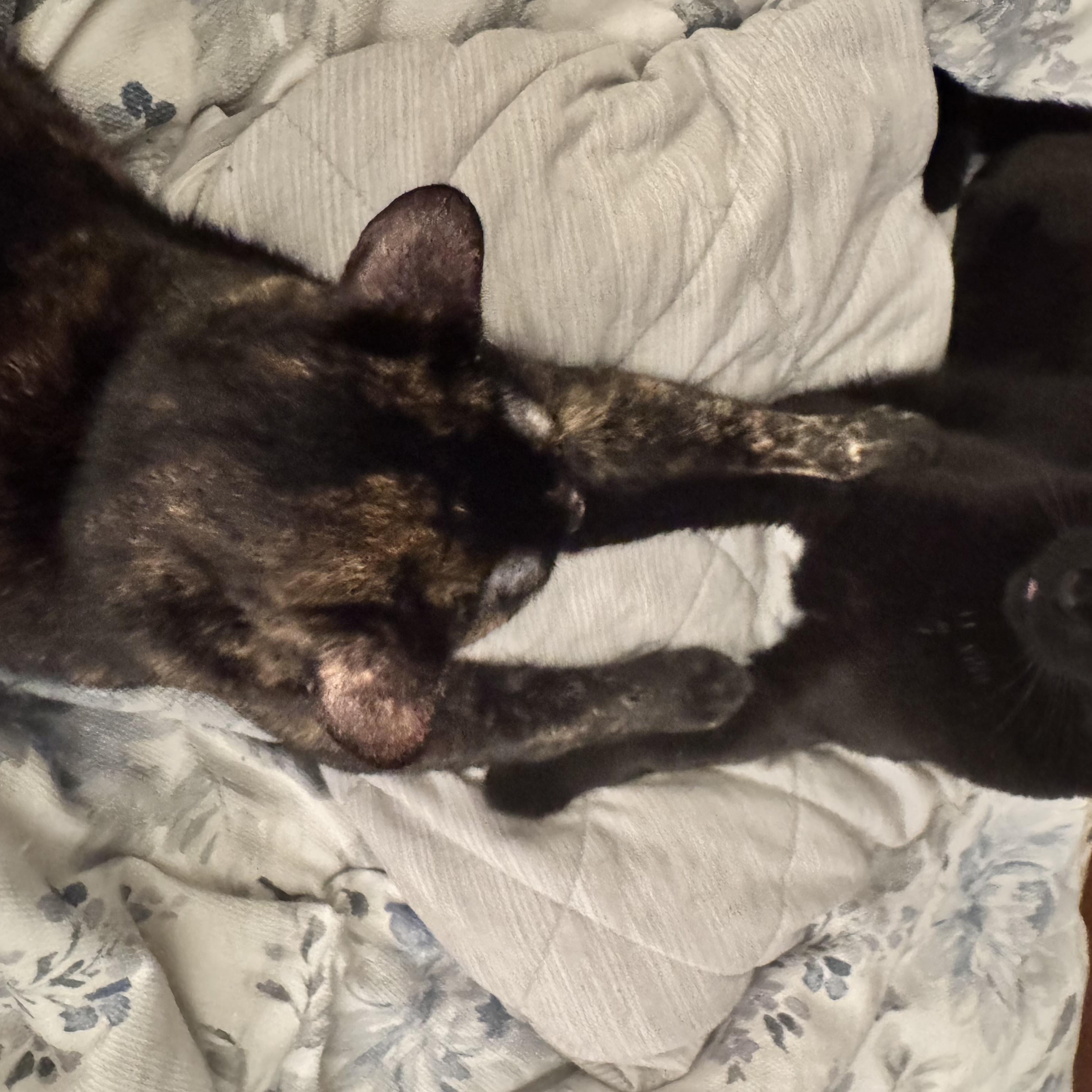 Peppa, a Adoptable Domestic Short Hair in Aurora, IL image 5/6