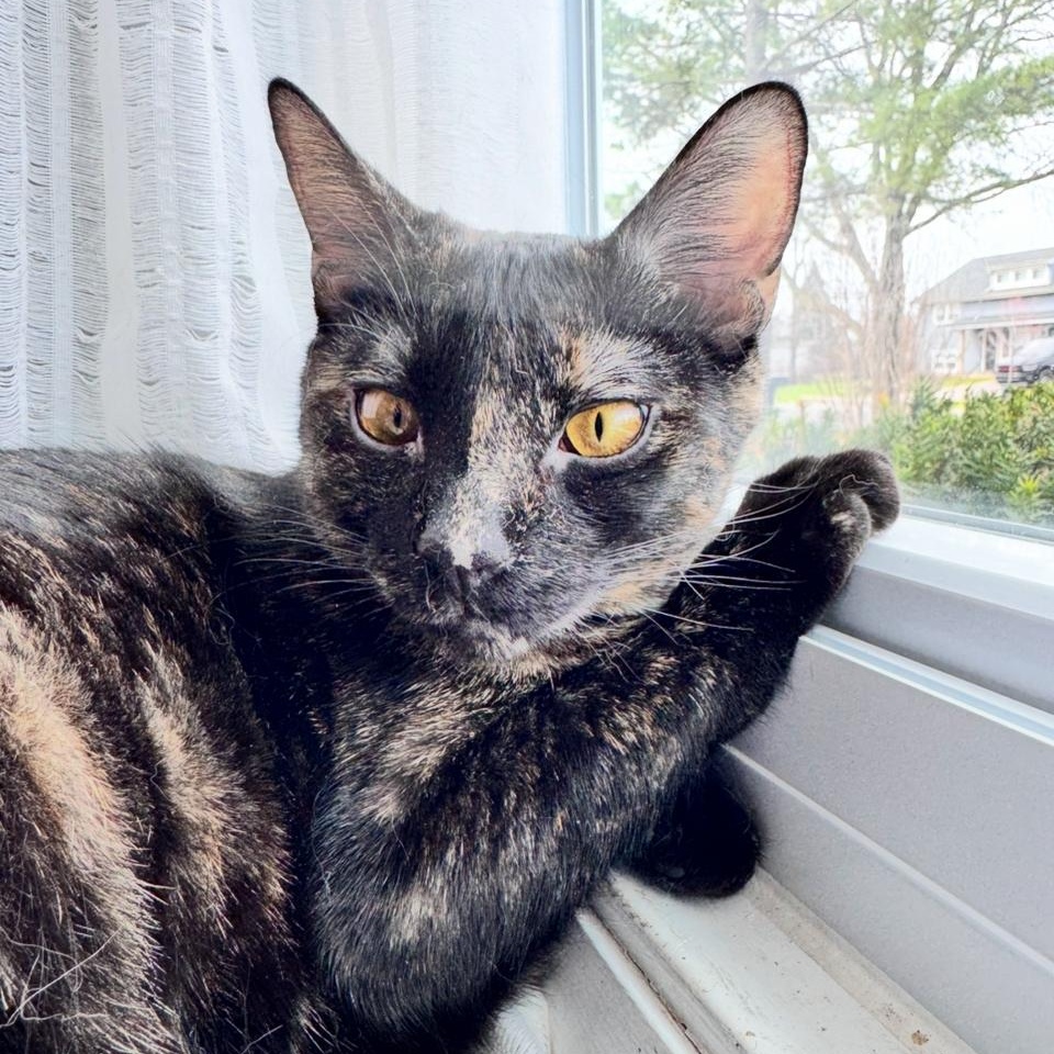 Peppa, a Adoptable Domestic Short Hair in Aurora, IL image 6/6