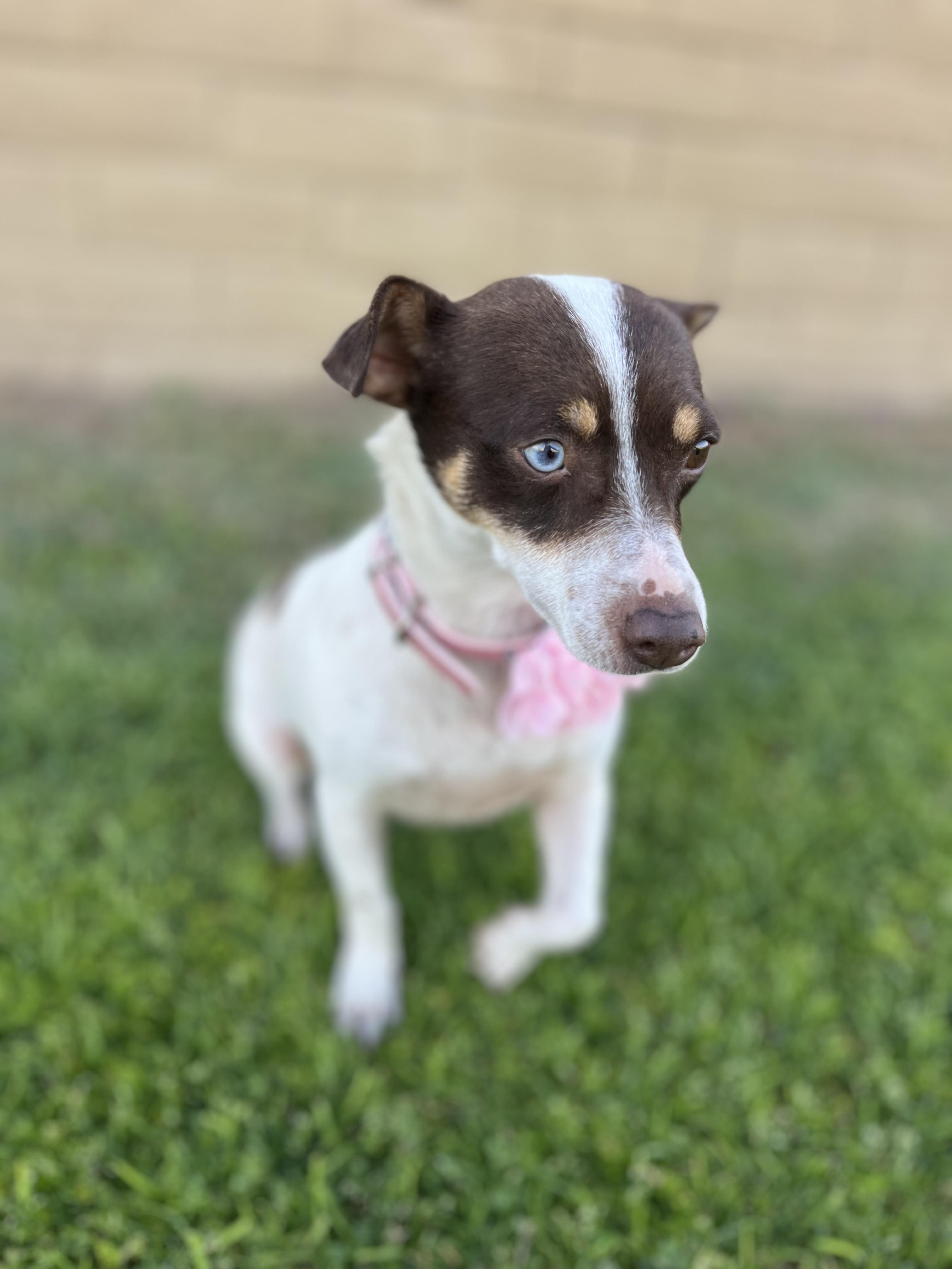 Emma, ADOPTABLE, Young Female Rat Terrier.
