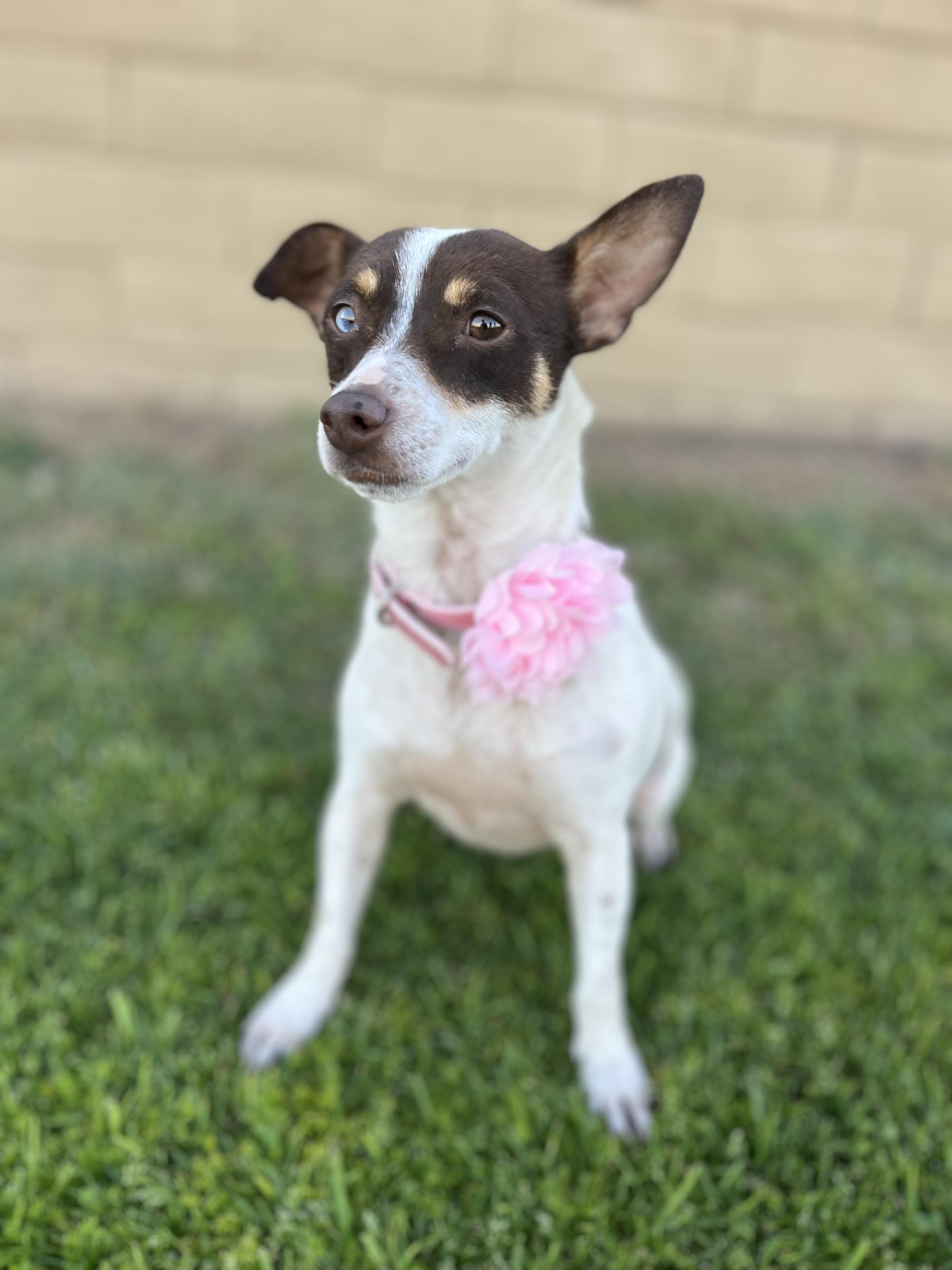 Enlarge Emma, a ADOPTABLE mixed breed in Poway, CA image 2/4