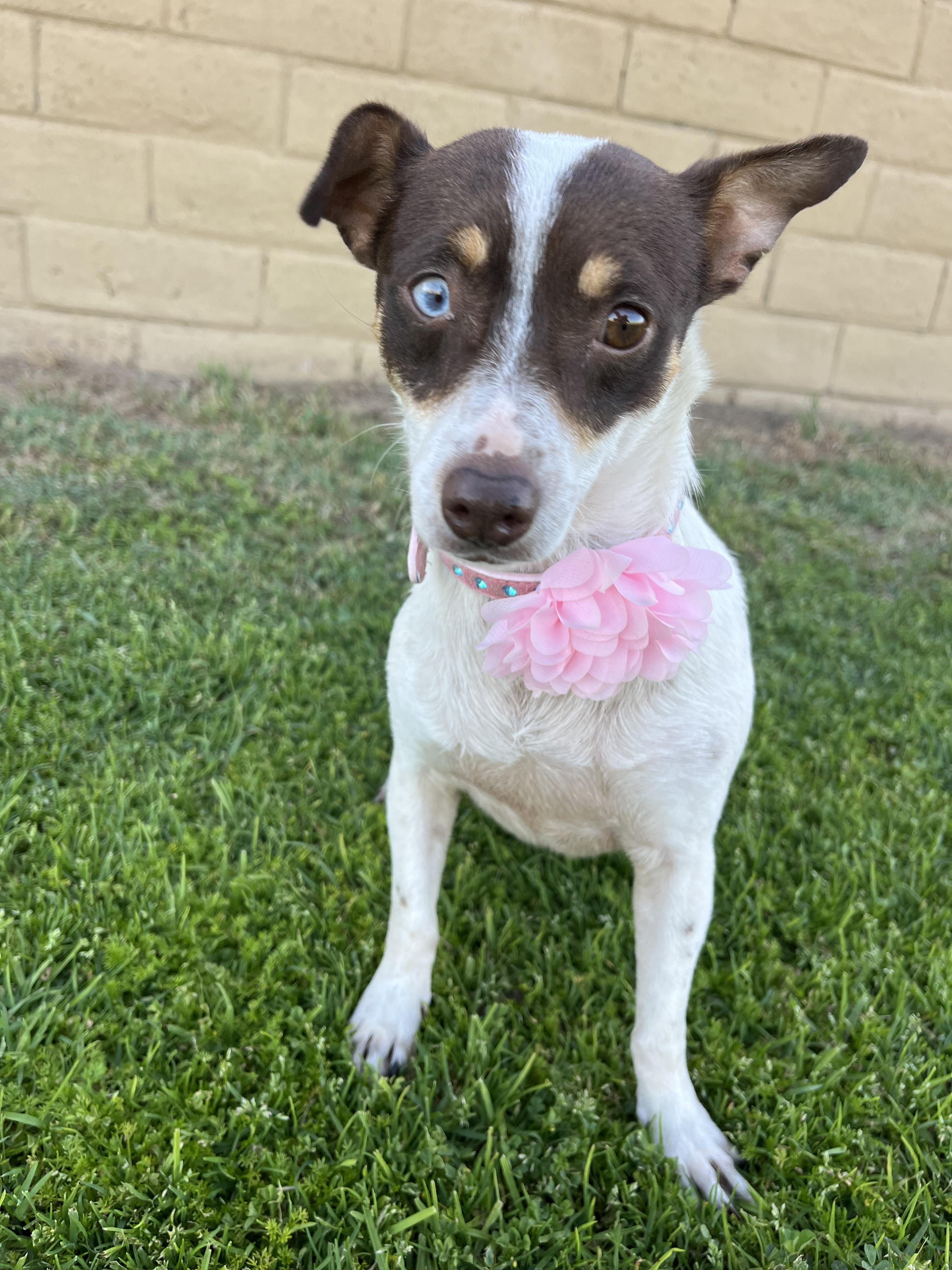 Enlarge Emma, a ADOPTABLE mixed breed in Poway, CA image 3/4