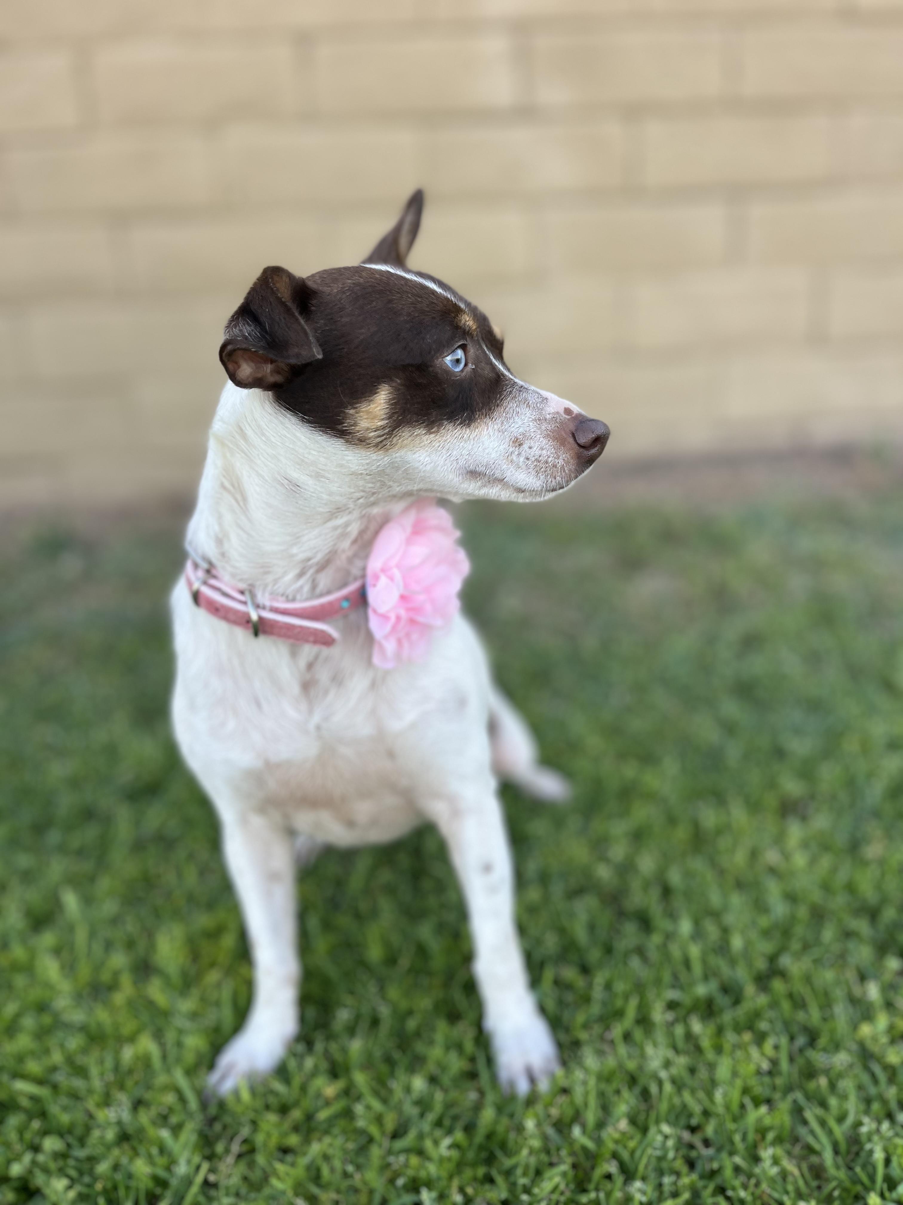 Enlarge Emma, a ADOPTABLE mixed breed in Poway, CA image 4/4
