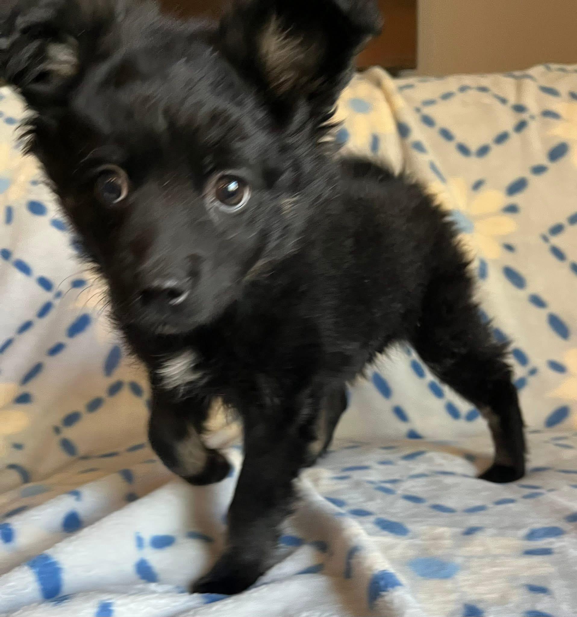 Tara, adopted, Puppy Female Pomeranian & Shih Tzu.