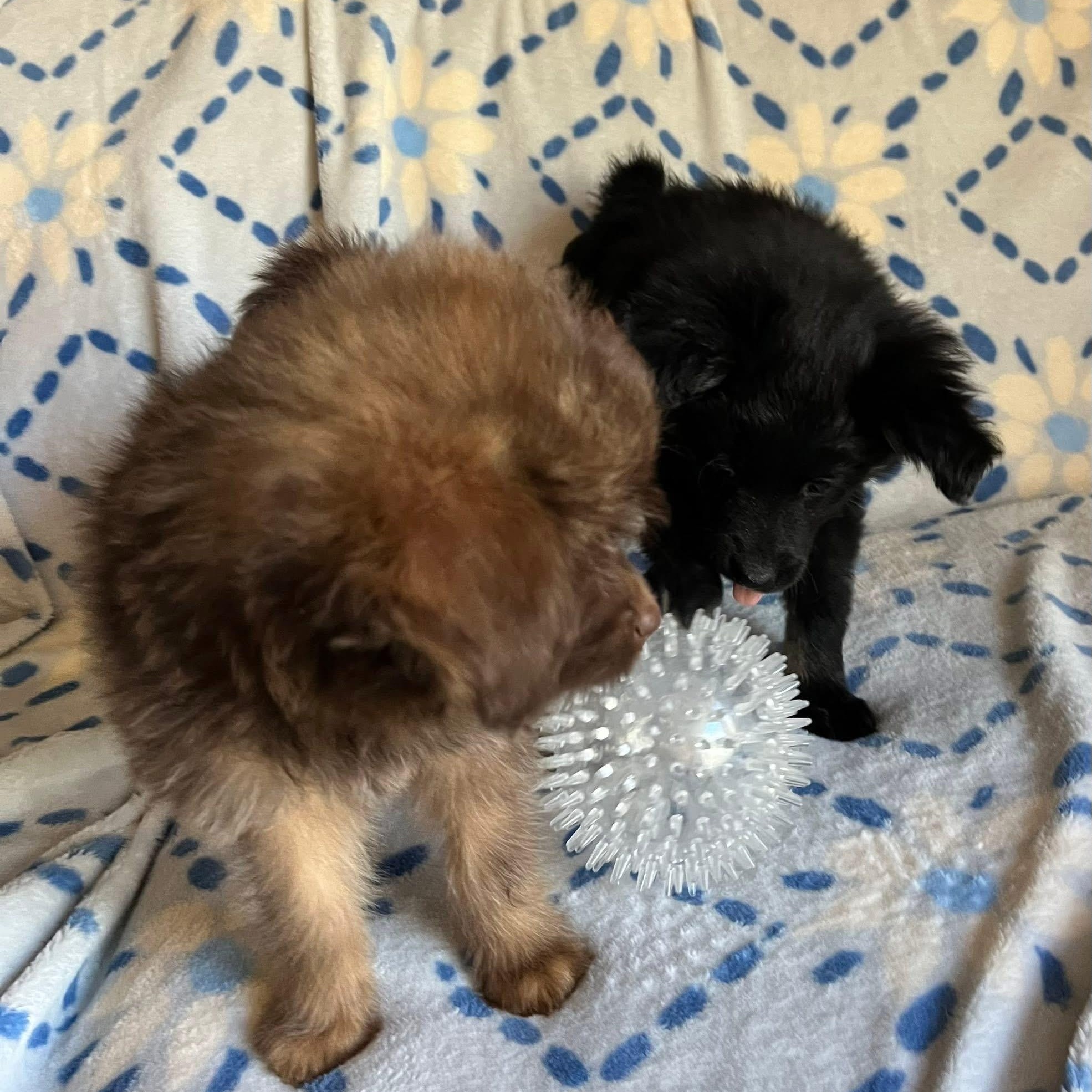 Enlarge Tara, an adopted mixed breed in McHenry, IL image 3/3