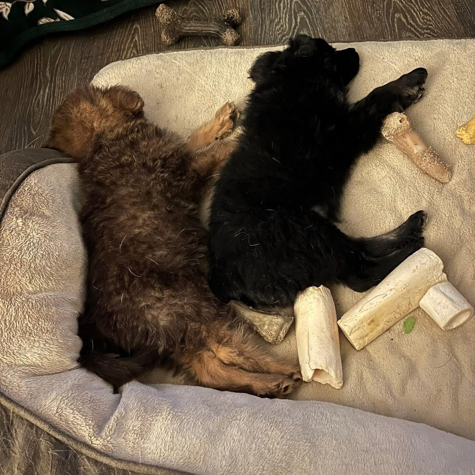 Enlarge Tara, an adopted mixed breed in McHenry, IL image 2/3