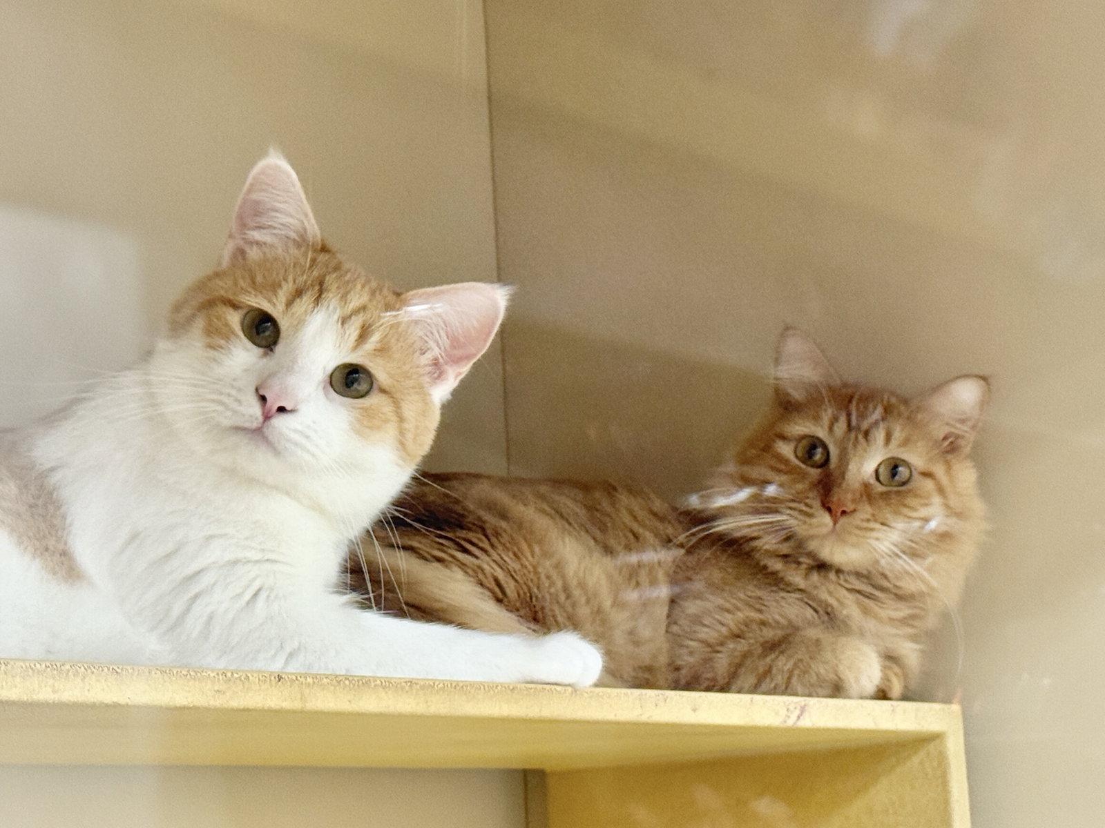 Wedge, Adoptable, Young Male Domestic Medium Hair.