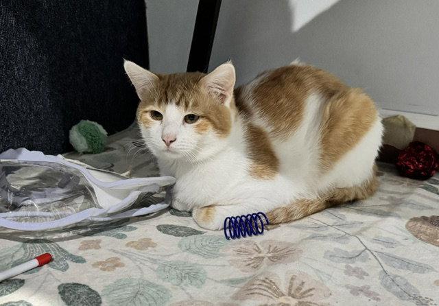 Wedge, Adoptable, Young Male Domestic Medium Hair.