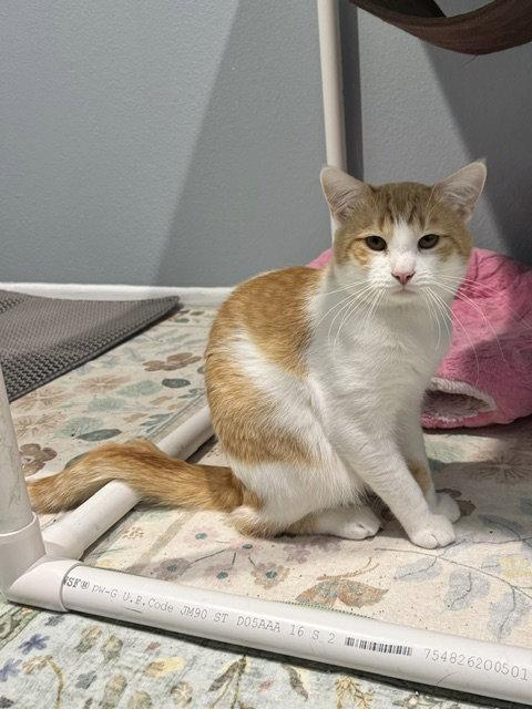 Wedge, a Adoptable Domestic Medium Hair in Mission Viejo, CA image 3/3