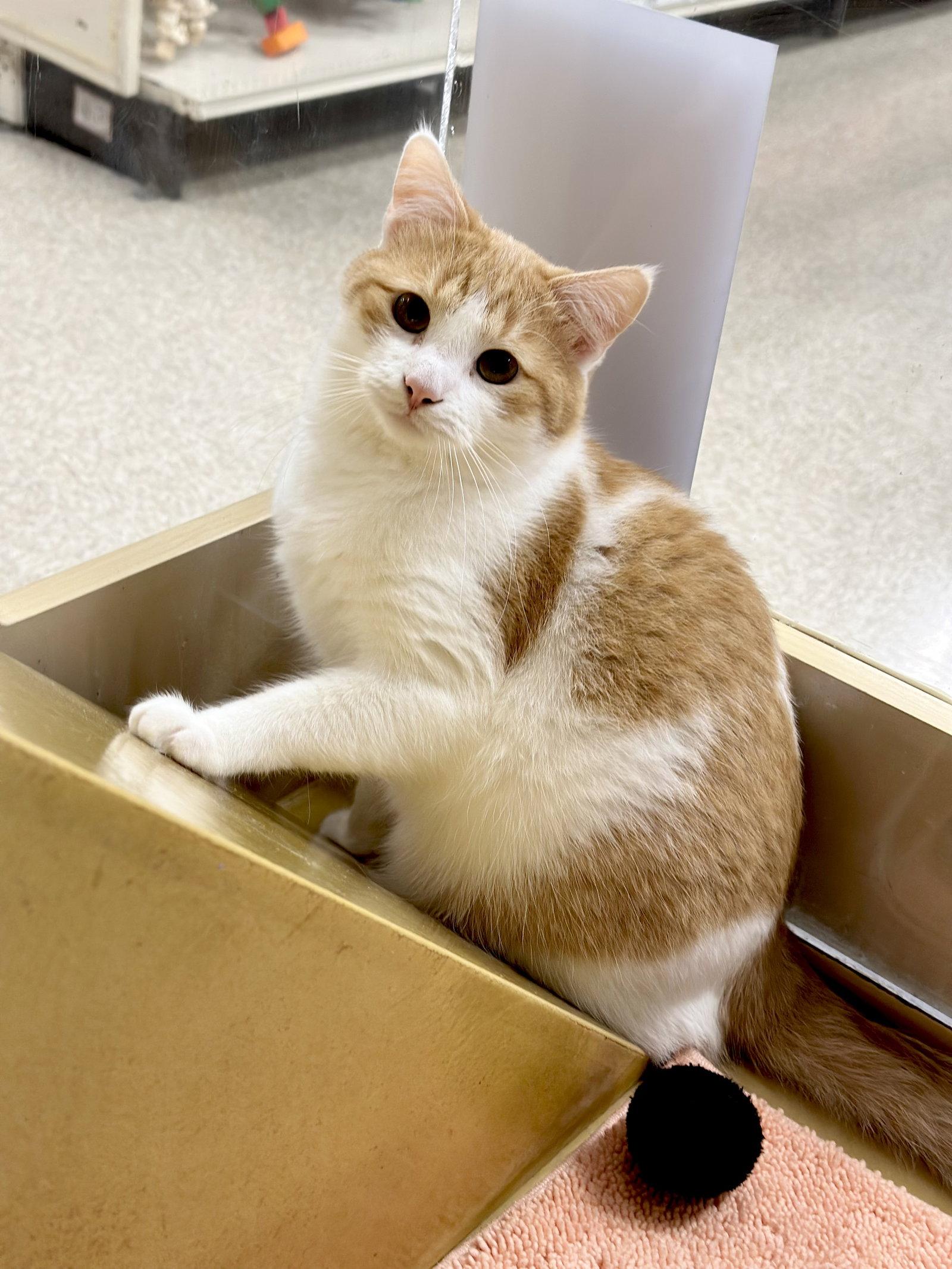 Enlarge Wedge, a Adoptable Domestic Medium Hair in Mission Viejo, CA image 2/3