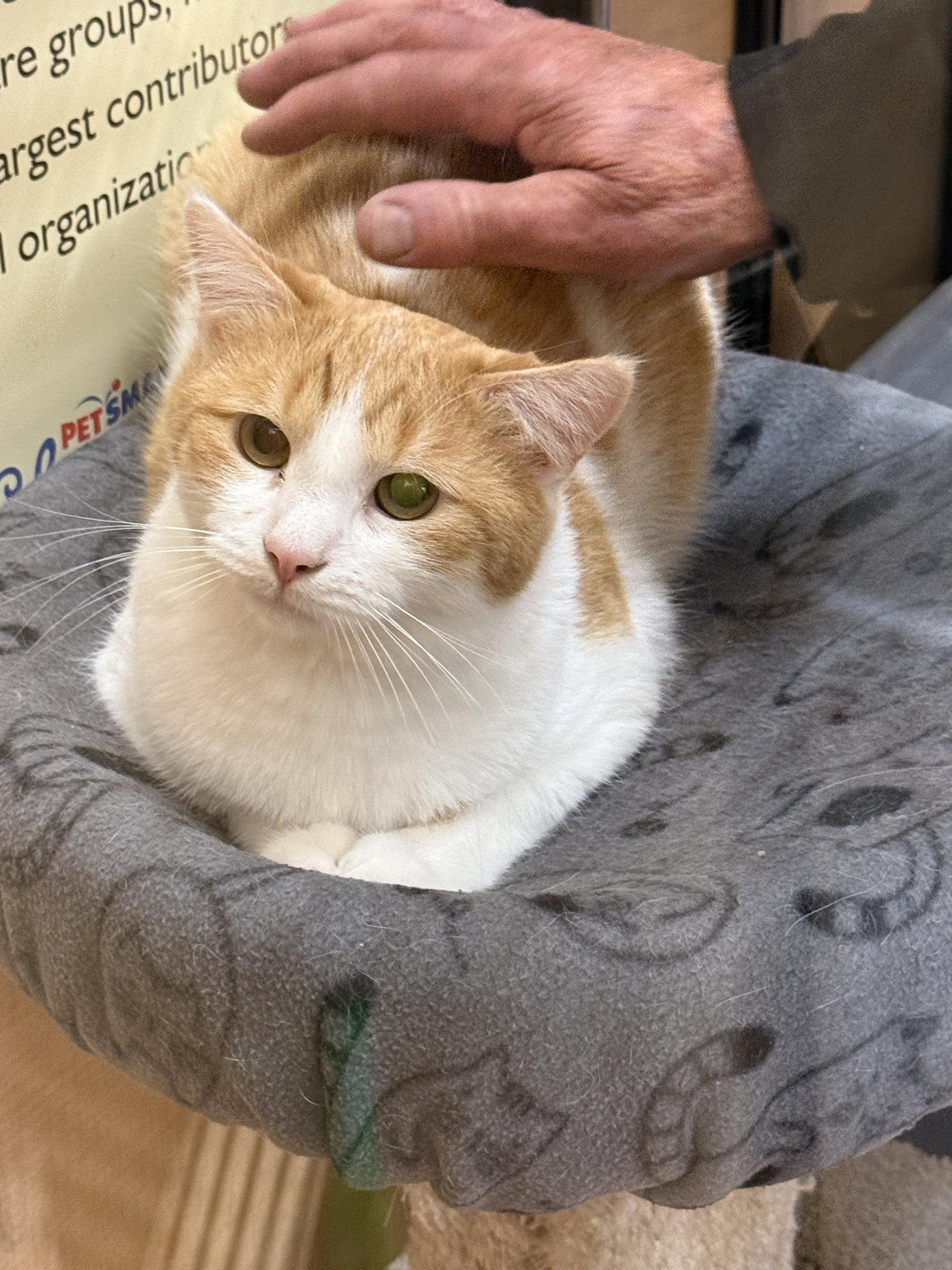 Enlarge Wedge, a Adoptable Domestic Medium Hair in Mission Viejo, CA image 3/3