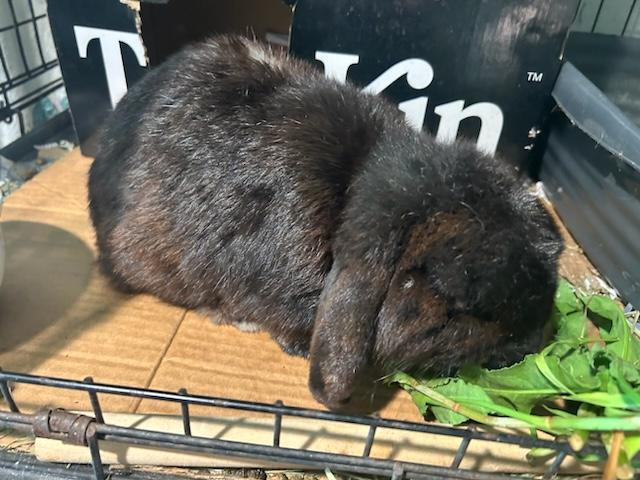 Jacques, a Adoptable Holland Lop in Paradis, LA image 1/4