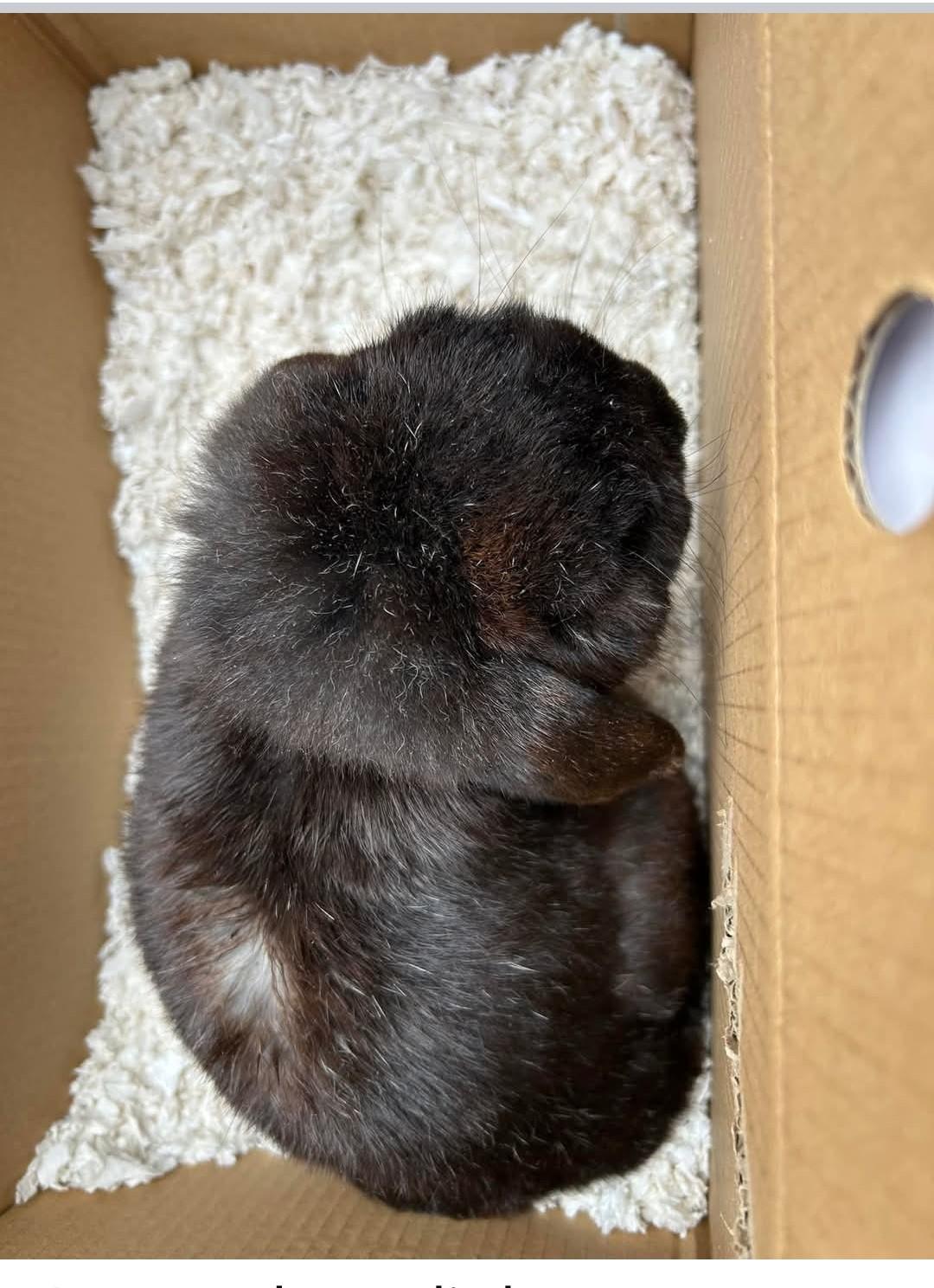 Jacques, a Adoptable Holland Lop in Paradis, LA image 2/4