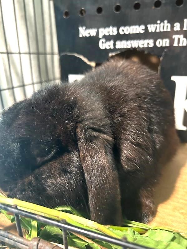 Jacques, a Adoptable Holland Lop in Paradis, LA image 4/4