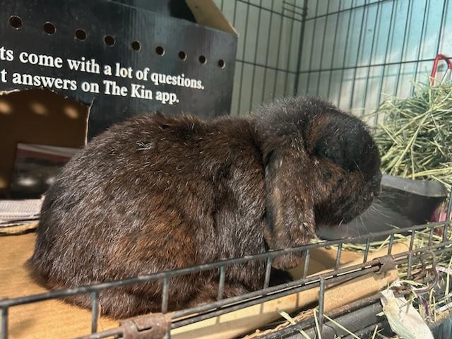 Jacques, a Adoptable Holland Lop in Paradis, LA image 3/4