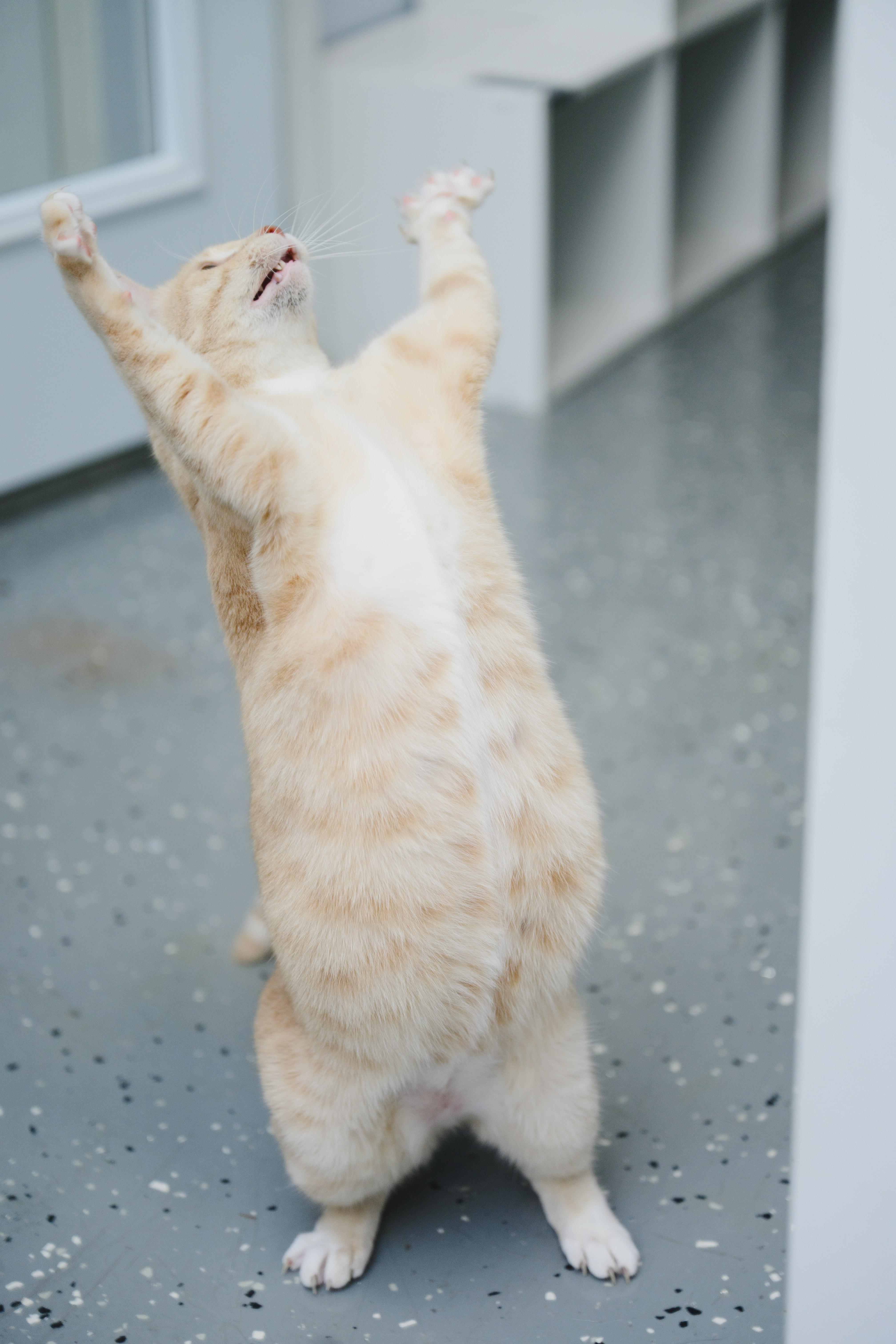 Enlarge Cheerio, a Adoptable Domestic Short Hair in Honolulu, HI image 1/6