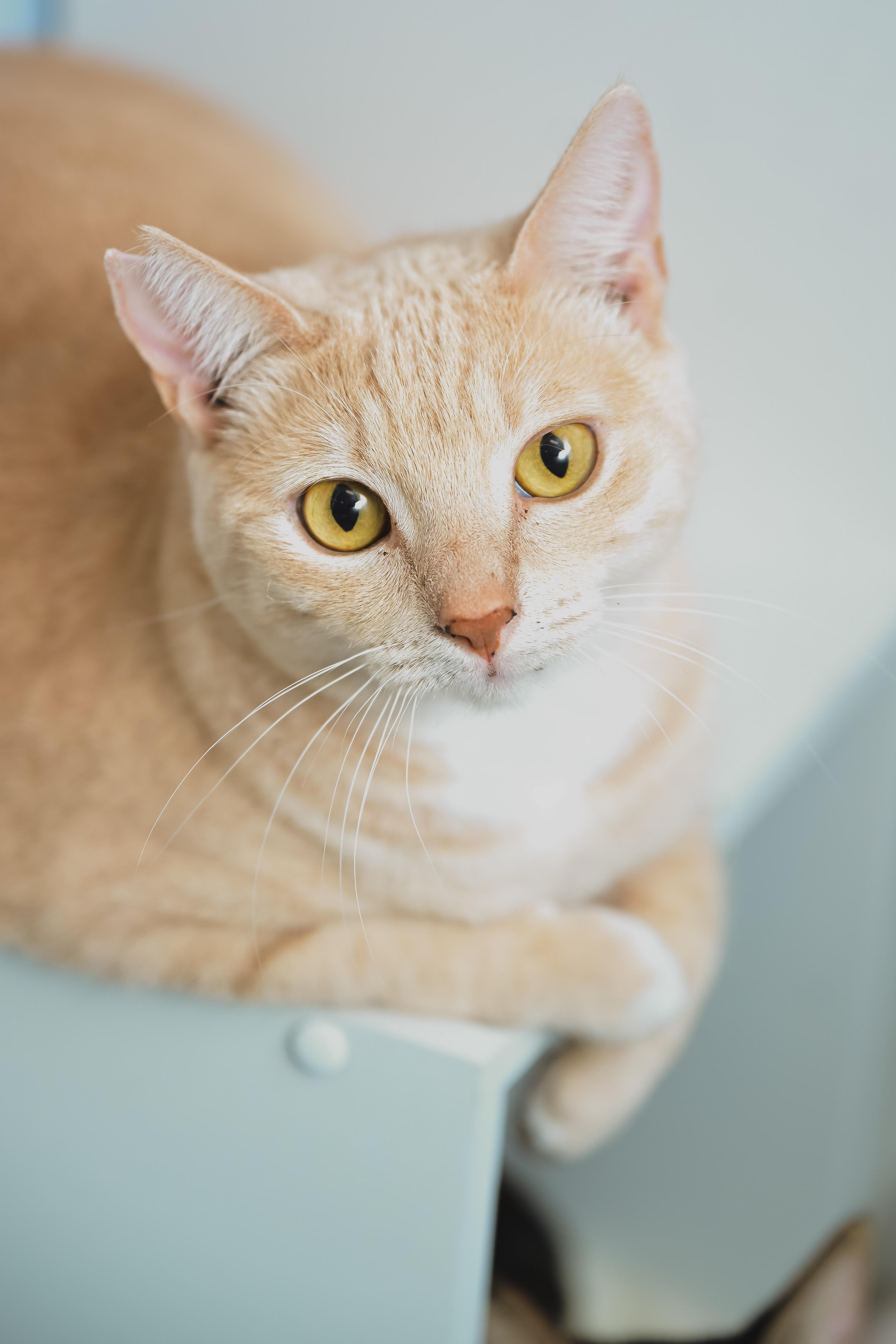 Enlarge Cheerio, a Adoptable Domestic Short Hair in Honolulu, HI image 2/6