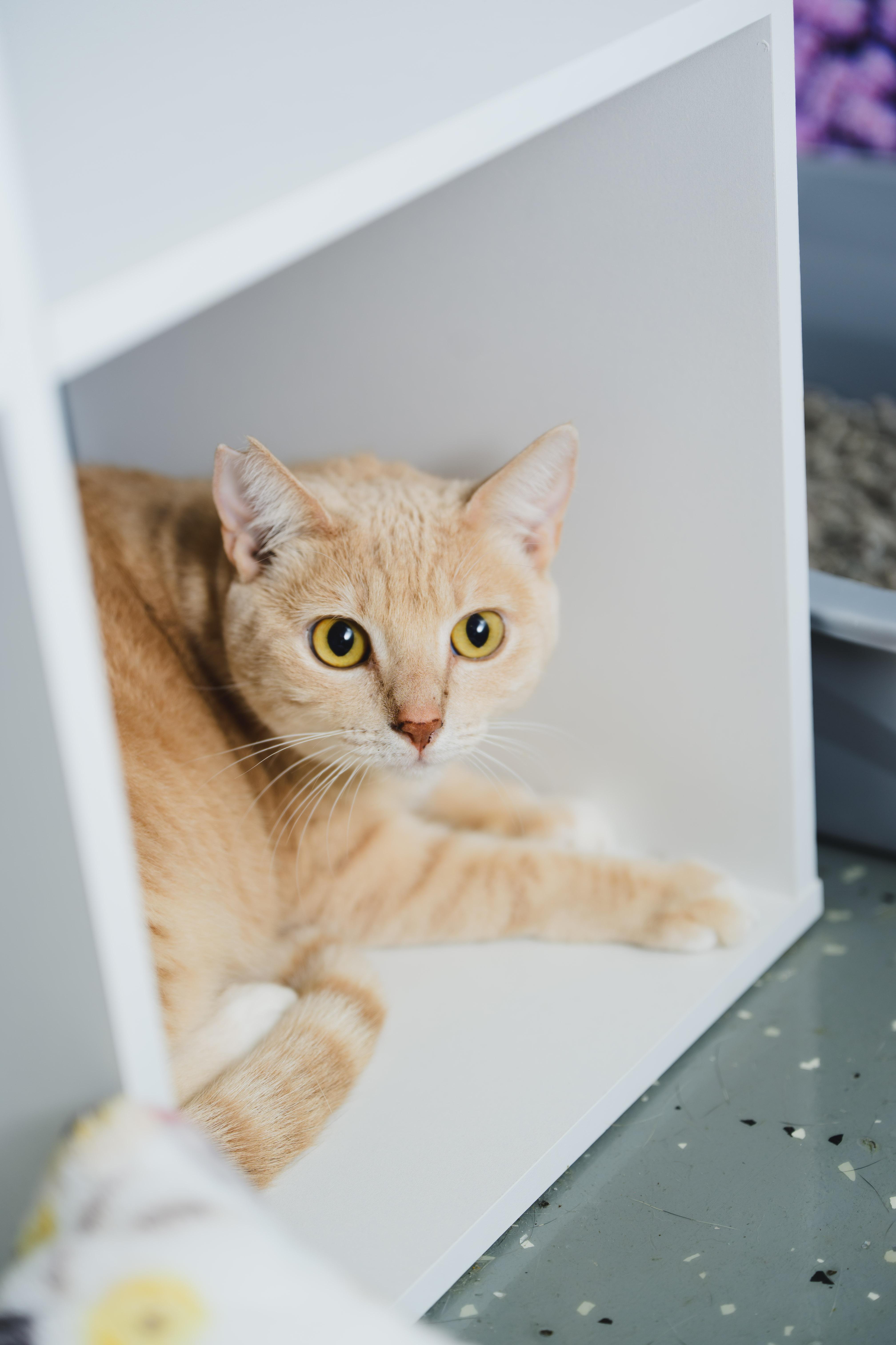 Enlarge Cheerio, a Adoptable Domestic Short Hair in Honolulu, HI image 3/6