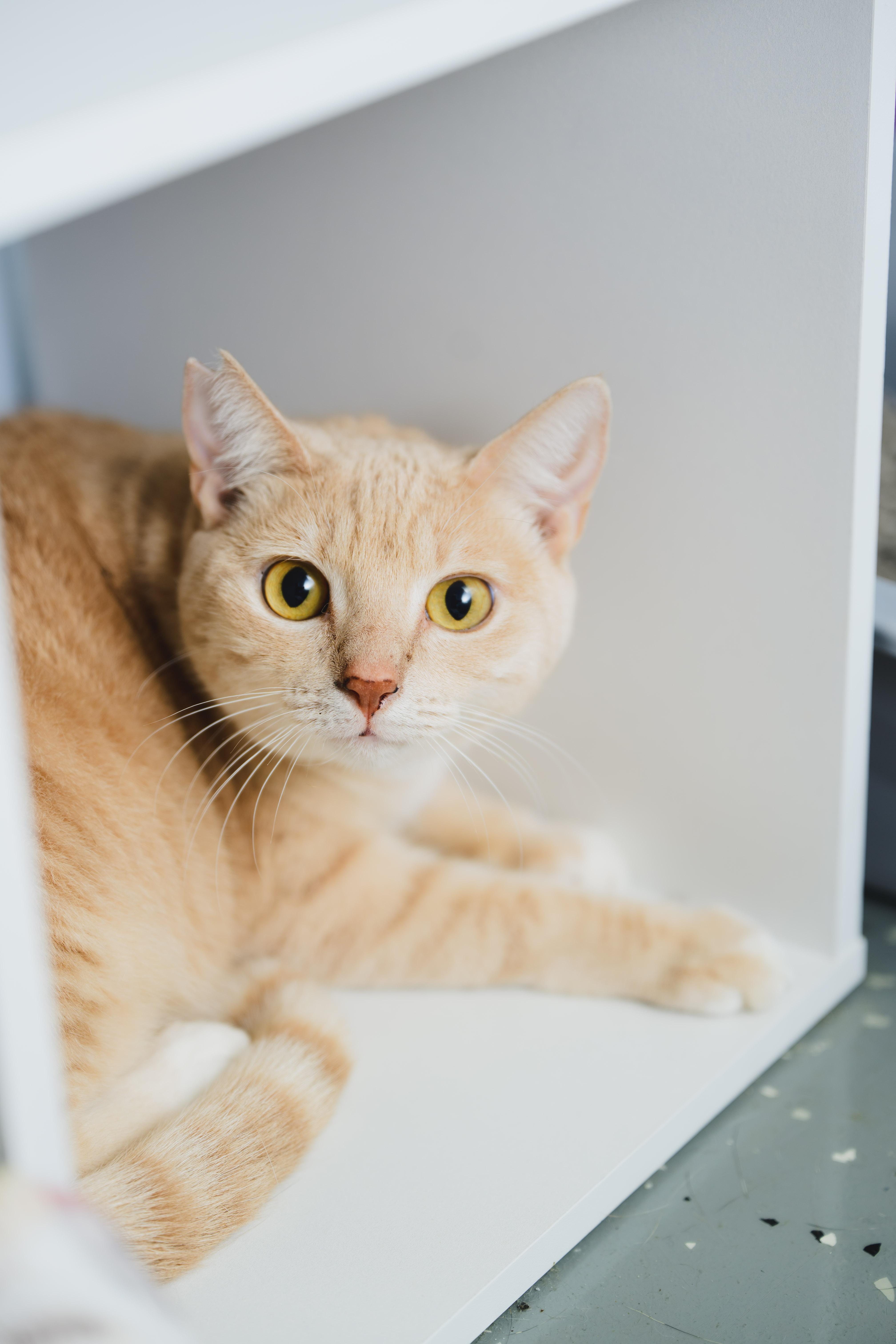 Enlarge Cheerio, a Adoptable Domestic Short Hair in Honolulu, HI image 4/6