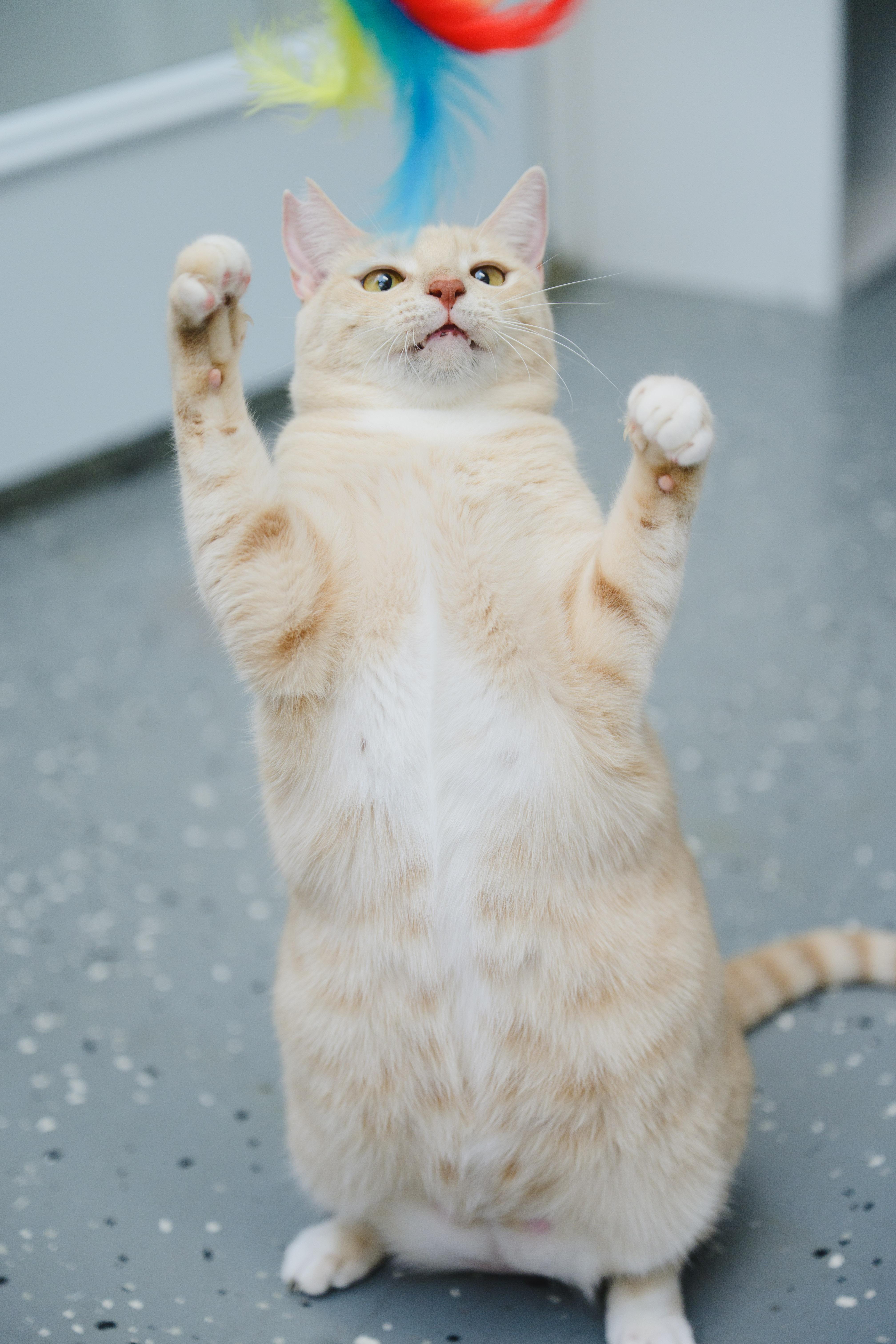 Enlarge Cheerio, a Adoptable Domestic Short Hair in Honolulu, HI image 5/6