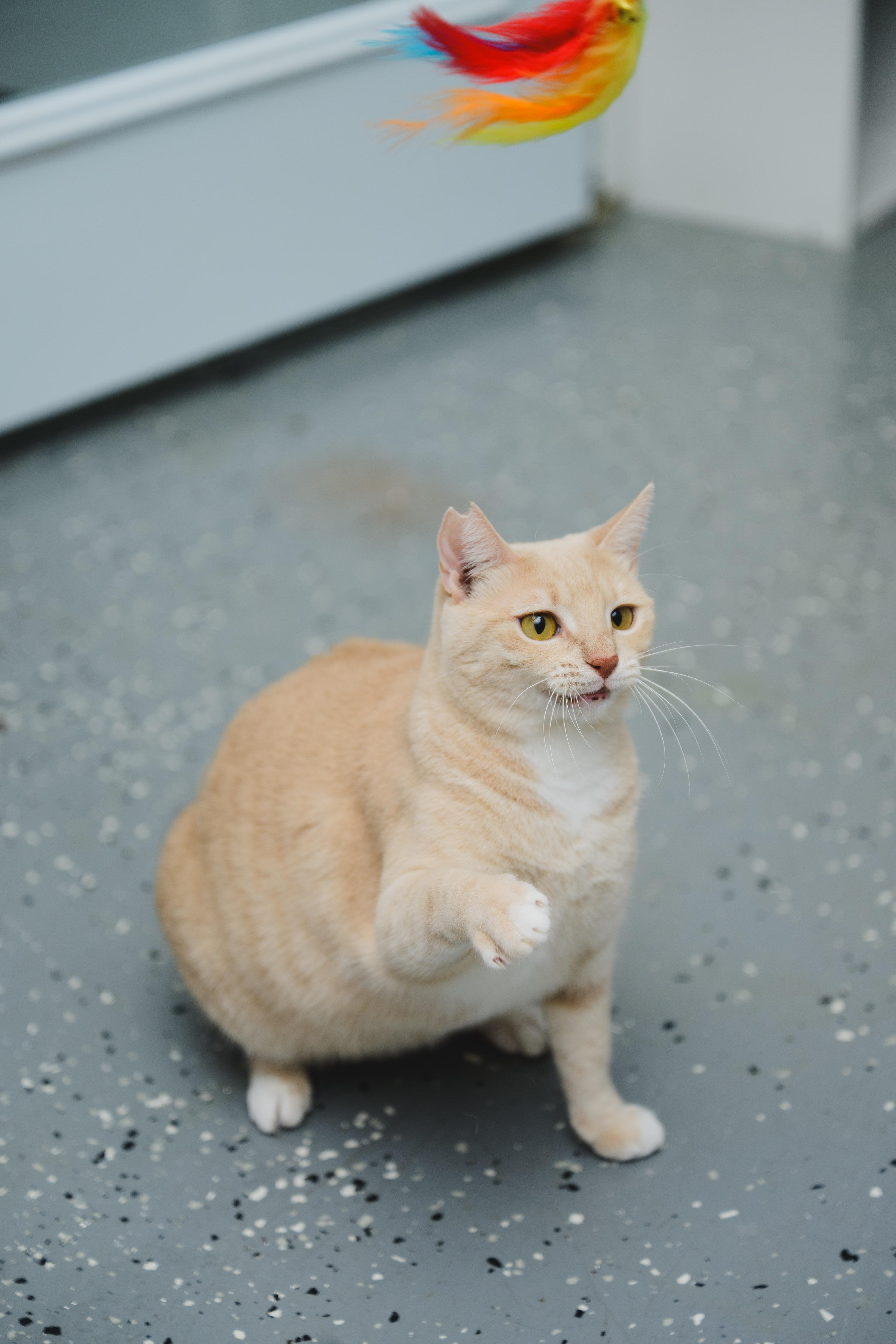 Enlarge Cheerio, a Adoptable Domestic Short Hair in Honolulu, HI image 6/6