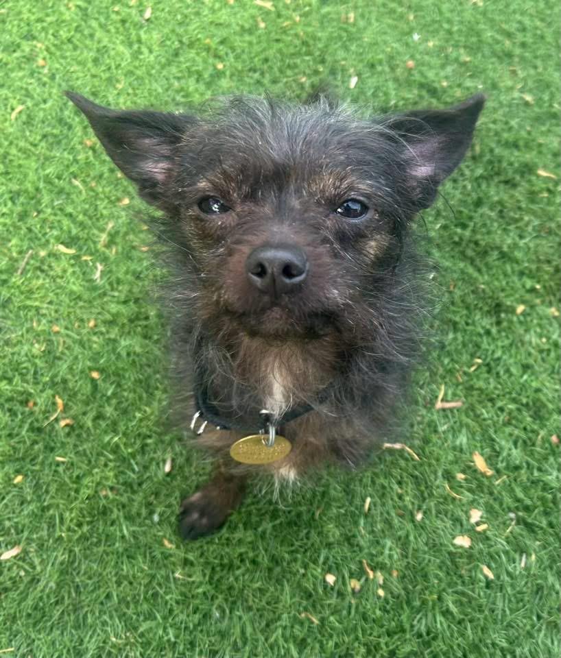 Elf, adopted, Young Male Chihuahua & Yorkshire Terrier.