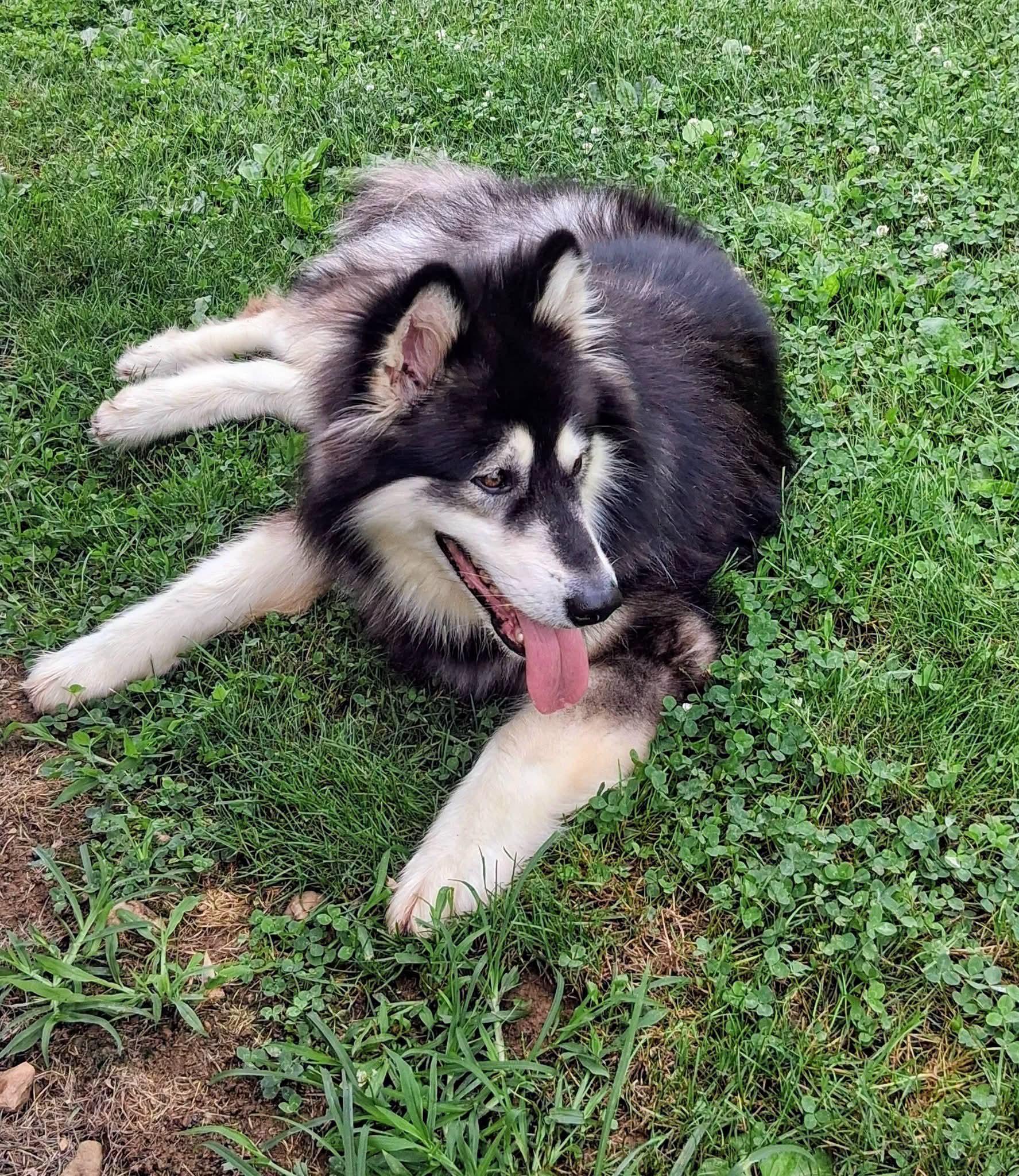 Enlarge Ashe, a Adoptable Alaskan Malamute in Gaithersburg, MD image 2/2