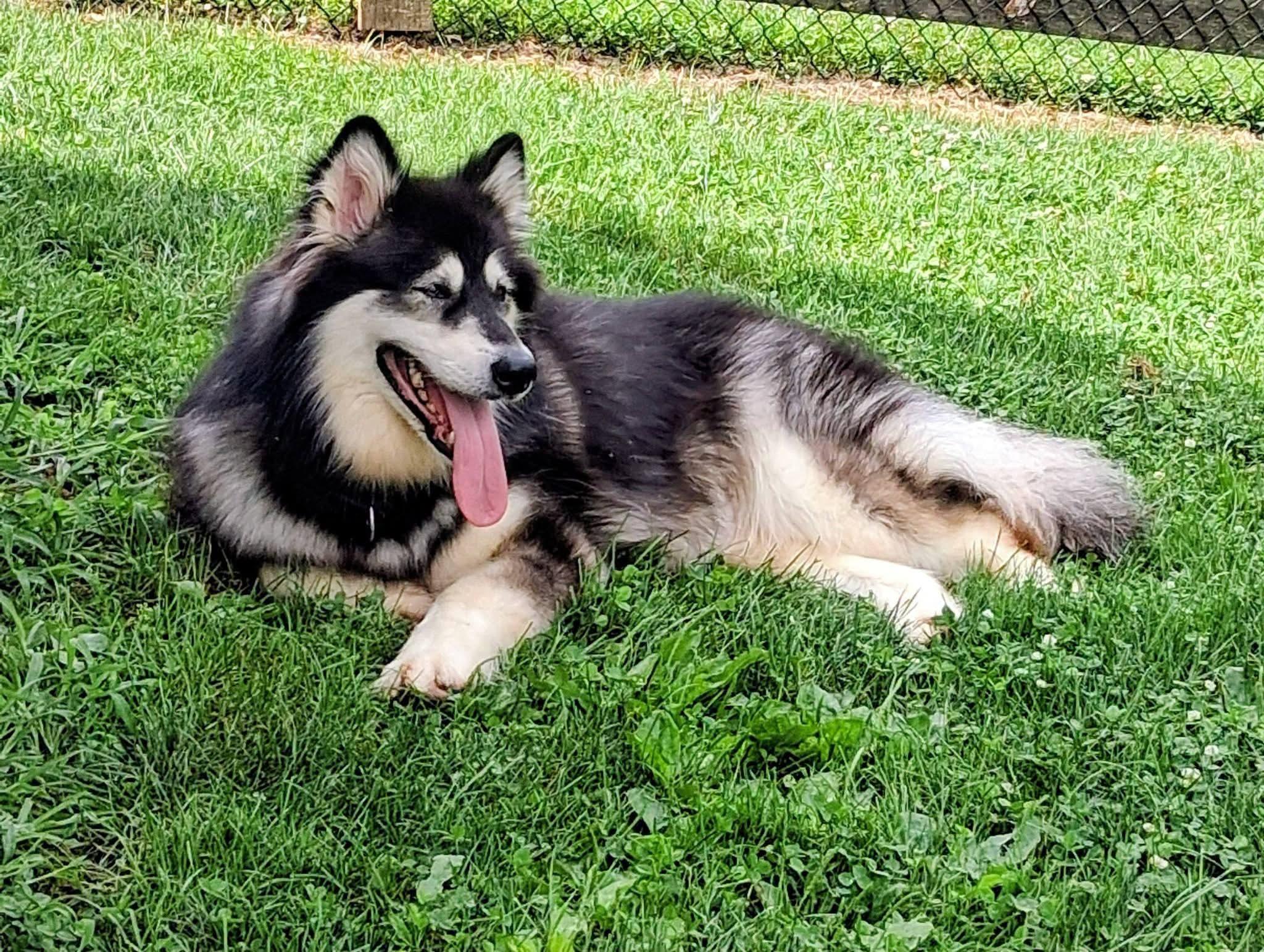Ashe, Adoptable, Adult Female Alaskan Malamute.