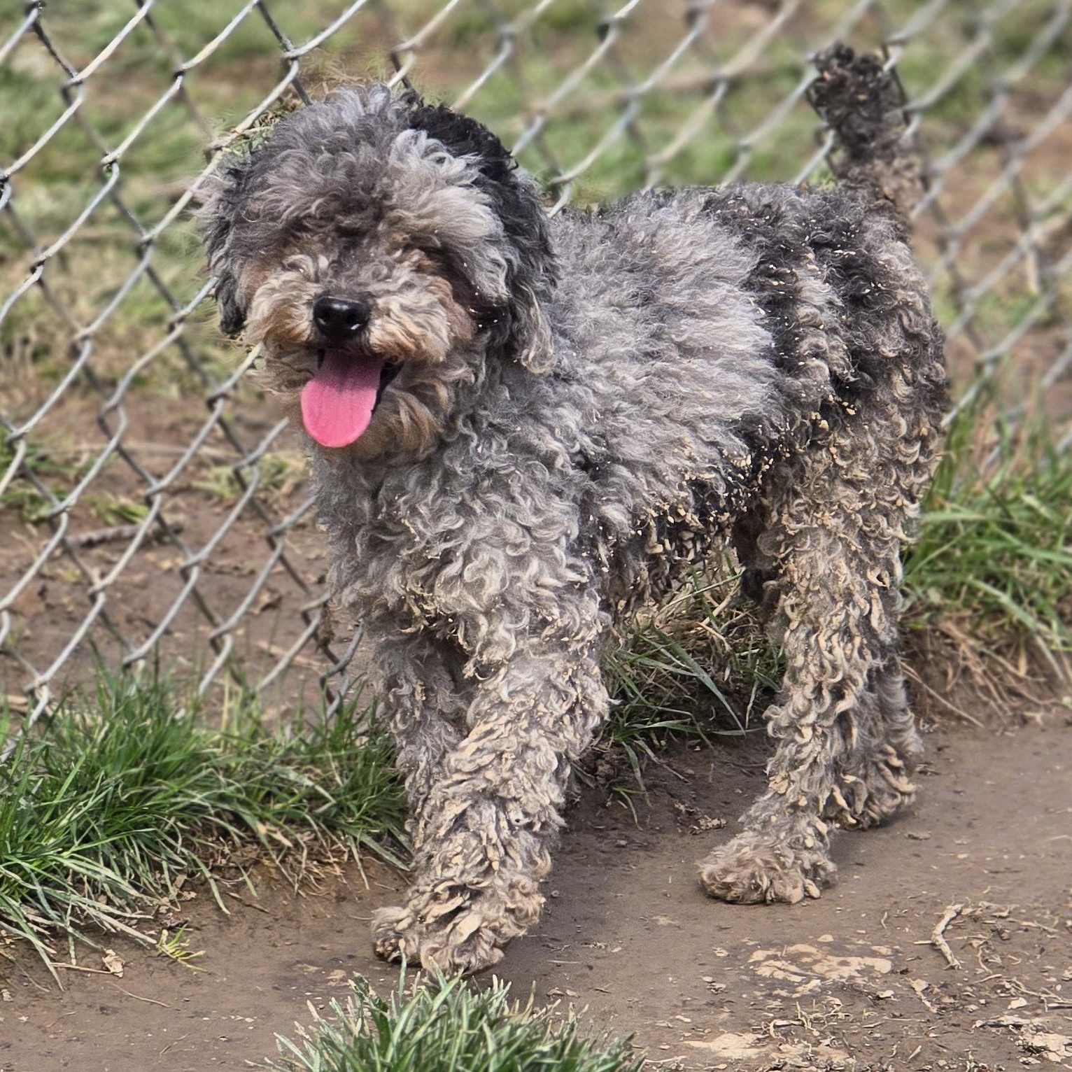 Flash, ADOPTABLE, Adult Male Poodle.