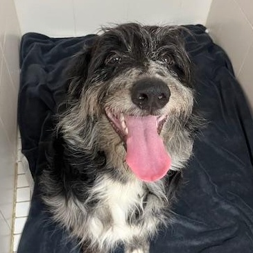 Wyatt, an adoptable Aussiedoodle, Goldendoodle in Hamilton, ON, L8H 1W5 | Photo Image 1