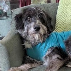 Wyatt, an adoptable Aussiedoodle, Goldendoodle in Hamilton, ON, L8H 1W5 | Photo Image 3