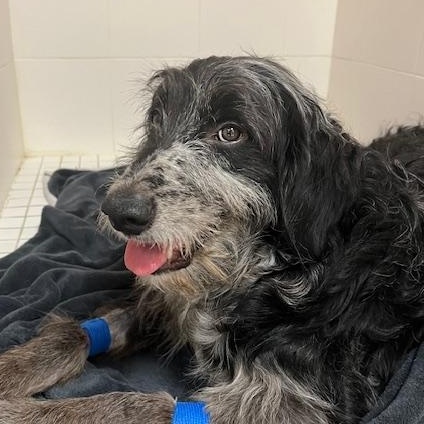 Wyatt, an adoptable Aussiedoodle, Goldendoodle in Hamilton, ON, L8H 1W5 | Photo Image 2