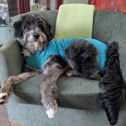 Wyatt, an adoptable Aussiedoodle, Goldendoodle in Hamilton, ON, L8H 1W5 | Photo Image 4