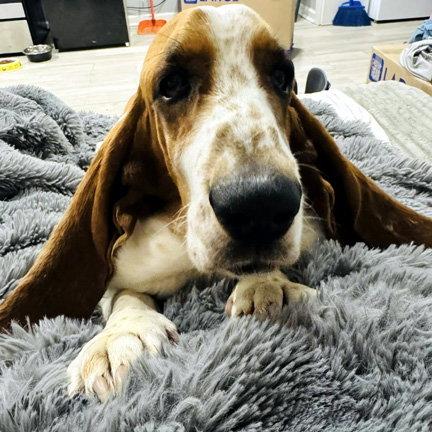 COPPER 2, Adoptable, Adult Male Basset Hound.