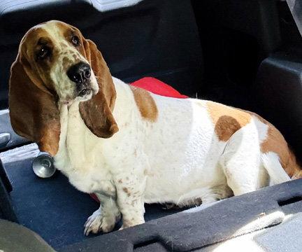 COPPER 2, a Adoptable Basset Hound in Mays Landing, NJ image 2/3