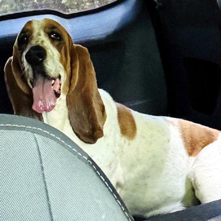 COPPER 2, a Adoptable Basset Hound in Mays Landing, NJ image 3/3