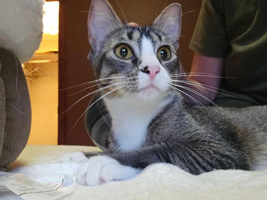 *Minnie, an adoptable Domestic Short Hair in Sioux Falls, SD, 57110 | Photo Image 1