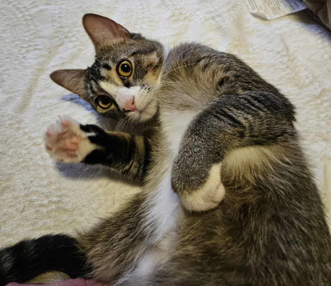 *Minnie, an adoptable Domestic Short Hair in Sioux Falls, SD, 57110 | Photo Image 2