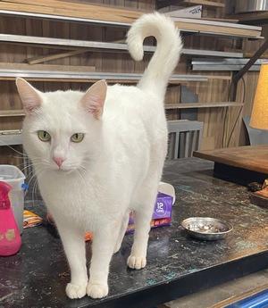 Kevin, adopted, Adult Male Domestic Short Hair.