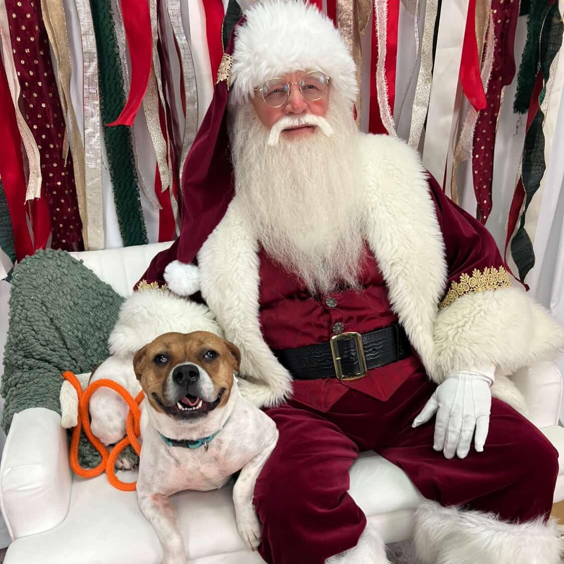 JOSIE, Adoptable, Adult Female Beagle & Pug.