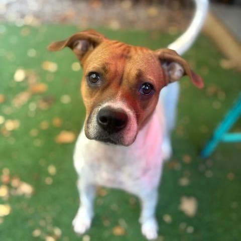 JOSIE, a Adoptable mixed breed in Cranston, RI image 1/3