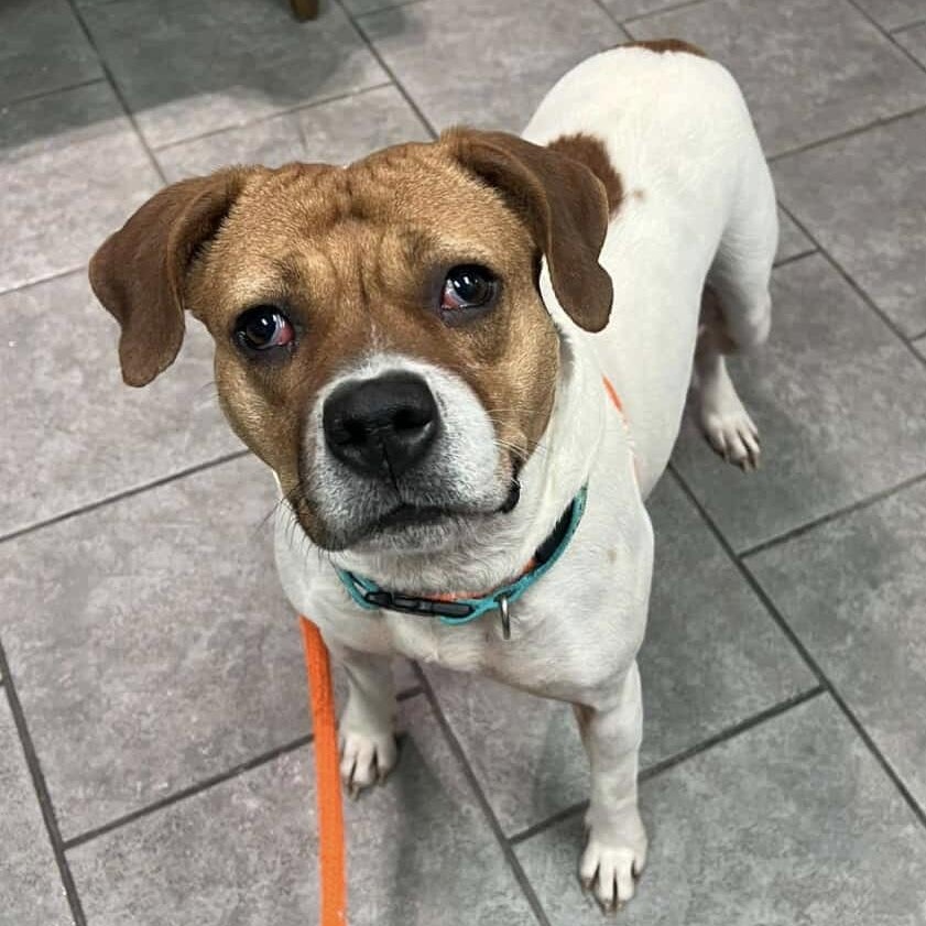 JOSIE, a Adoptable mixed breed in Cranston, RI image 2/3